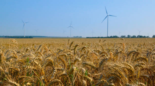 背景に風の発電機と熟した小麦畑で吹く風。収穫前の小麦植物。農業の職業、持続可能性、環境保全。 - windmill cultivated land crop day ストックフォトと画像