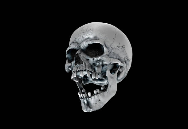 istock Human skull in profile face a black background. 1341567934
