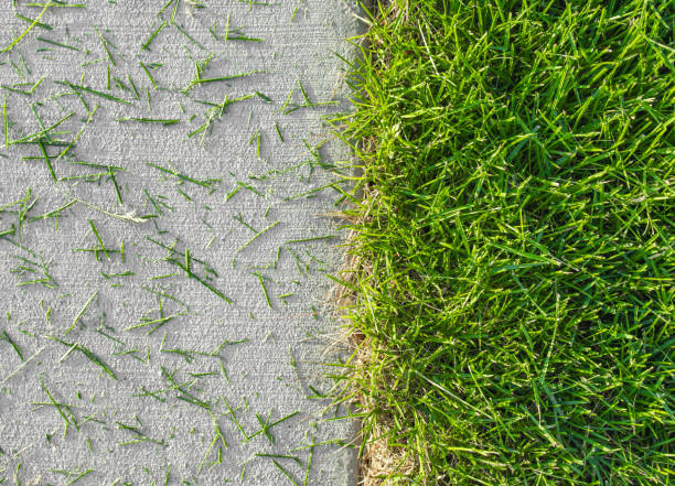 istock Top view of grass spread after mowing lawn 1341568103