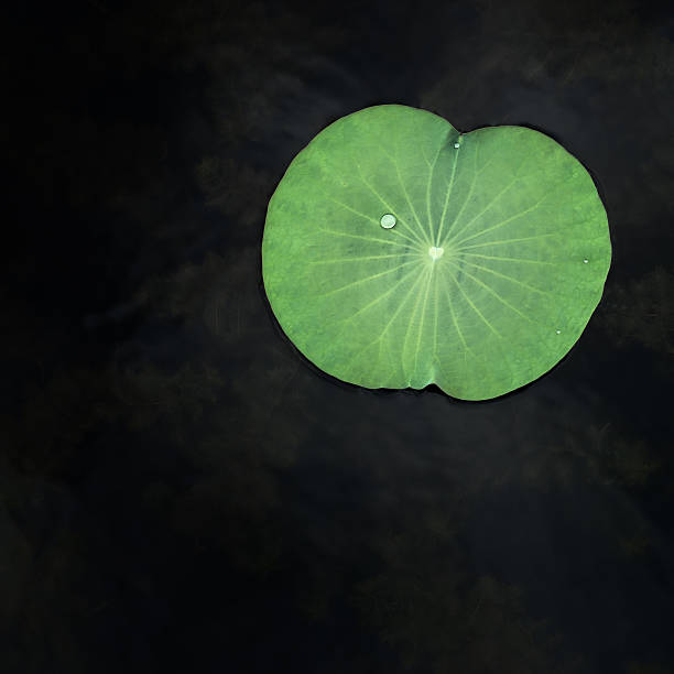 Gotas de agua en verde hoja de lotus en el jardín - foto de stock