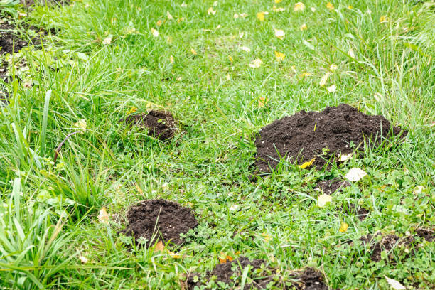 istock Mole holes in the yard, lawn damaged by moles 1341572174