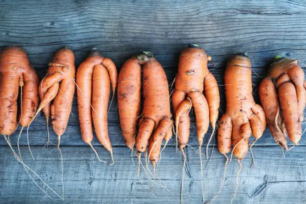 Photo of Carrots with deformed twisted forked roots distorted and crooked on wooden background