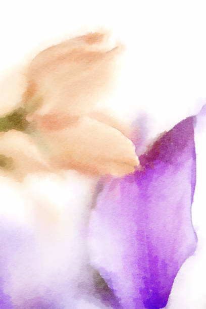 istock Close Up Coral Tulip and Purple Iris 1341572299