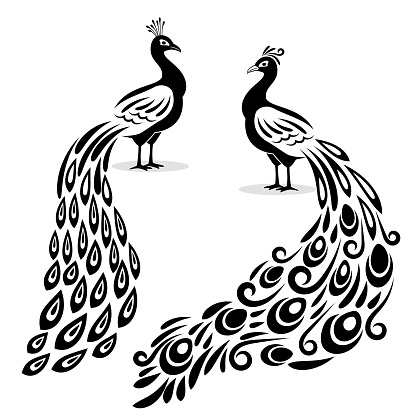 Monochrome peacock. Hand drawn peecoock isolated black silhouette on white page, book stylized pavonine animal bird vector illustration, peafowl art design image