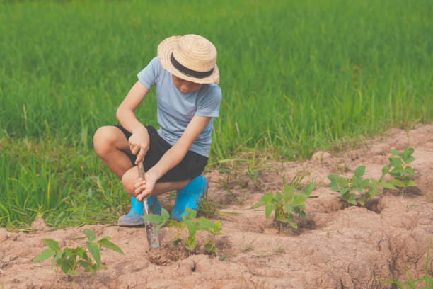 Kids planting vegetable in organic garden farmland of agriculture stock photo