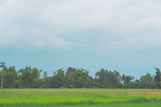 Blue sky and rice field background