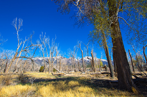 Colorado in April : Cottonwood Trees and Snowcapped Mountains