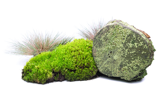 Grass, Moss, Wood Log