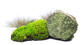 istock Grass, Moss, Wood Log 1341576930