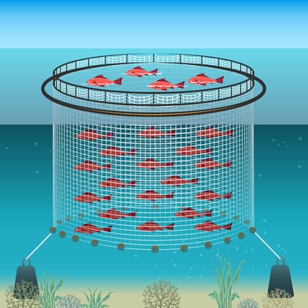illustrations, cliparts, dessins animés et icônes de illustration de ferme flottante - aquaculture