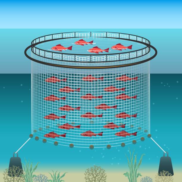 Floating farm illustration Floating farm. Marine agriculture enclosure, fish farming industrie polyester pool opening, underwater ocean farms technology nylon fishs corral equipment vector illustration fish farm icon stock illustrations