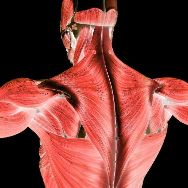 istock Human Muscular System Muscles Anatomy 1341577459