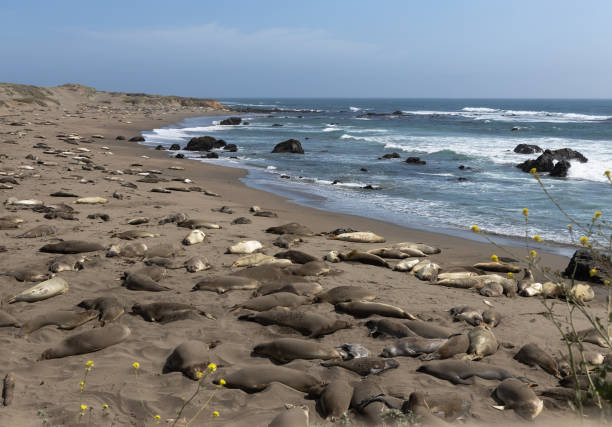 istock Females and juvenile elephant seals on the sand beach. 1341578193