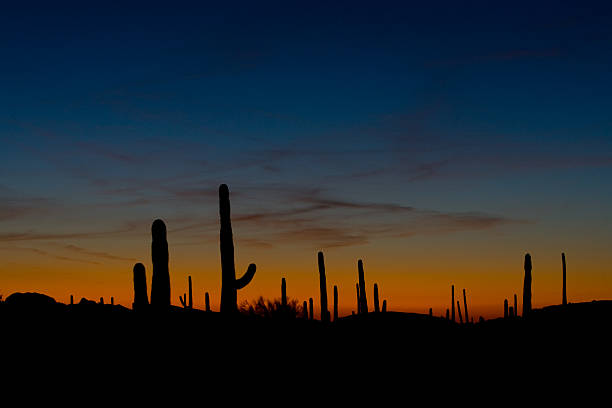 istock Dusk in the Sonoran desert 134157960