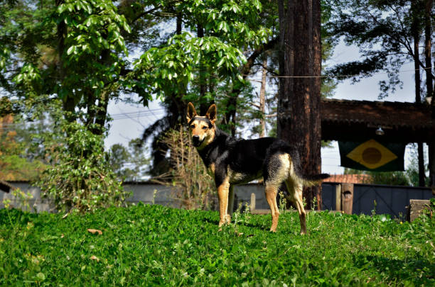 A beautiful dog without breed set in the grass in the backyard of the house