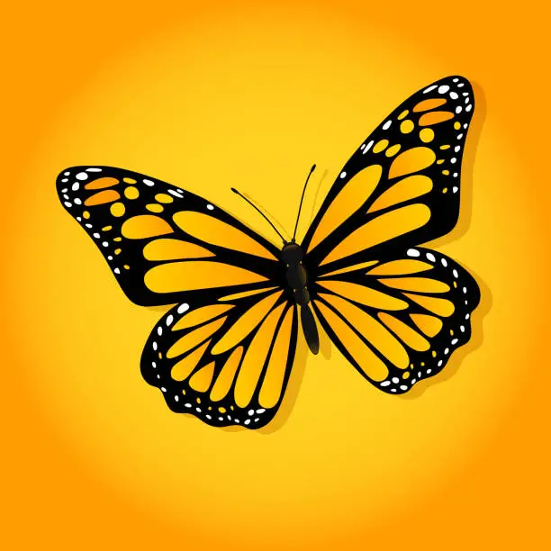 Vector illustration of Bright butterfly on a colored background with a shadow.