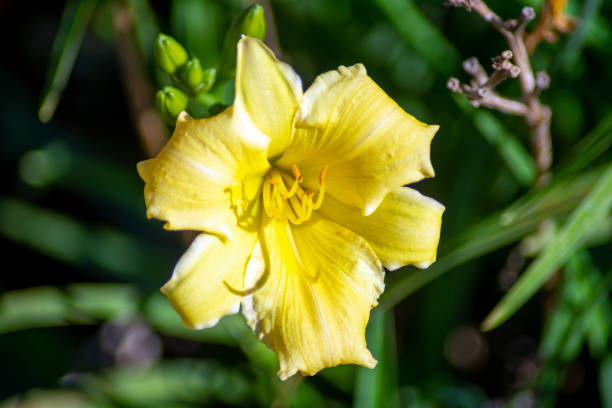 Flor de azucena amarilla hemerocallis stella de oro 2438142 Foto de stock  en Vecteezy