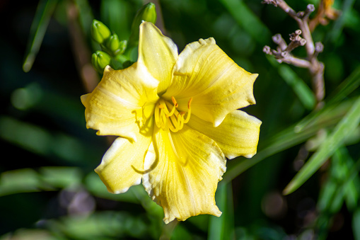 Daylilies are perennial plants, whose name alludes to its flowers, which typically last about a day.