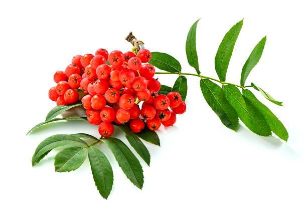 istock rowan branch close-up isolated on white background 1341587961