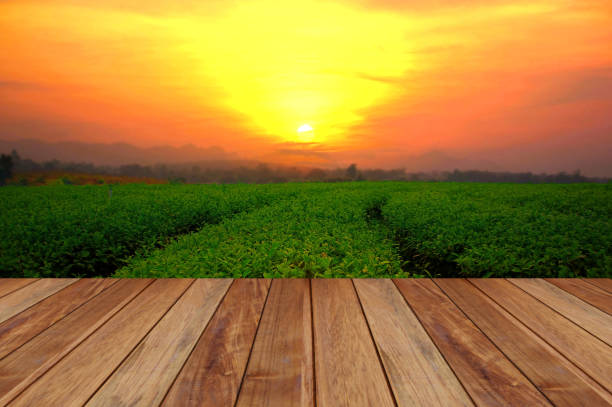 perspective blank brown wood with landscape tea plantation with sun set multicolor sky nature background