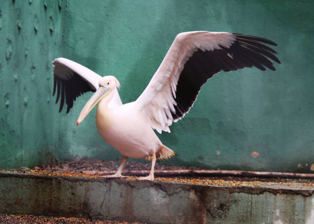 White pelican bird sitting and looking to one side. both eyes up
