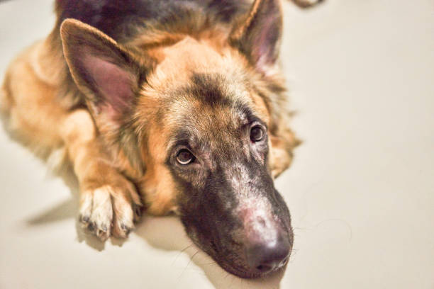 アレルギー性鼻炎皮膚炎皮膚炎の犬の毛の毛の感染症感染を持つジャーマンシェパード犬の顔 - イヌ科 ストックフォトと画像