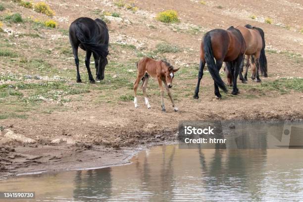 Jogo Do Cavalo Selvagem De Bacia De Lavagem Da Areia Foto de Stock - Imagem  de furo, cavalos: 49524104
