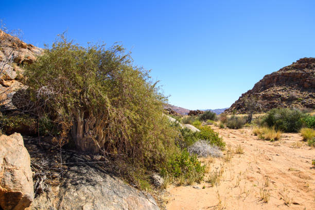 A myrrh bush in the dry landscape of the Northern Cape, South Africa, on the border with Namibia. Myrrh resin is extracted from the thorny tree species of the genus Commiphora and used as a perfume, incense and medicine. One of the three gifts presented at the birth of Jesus.