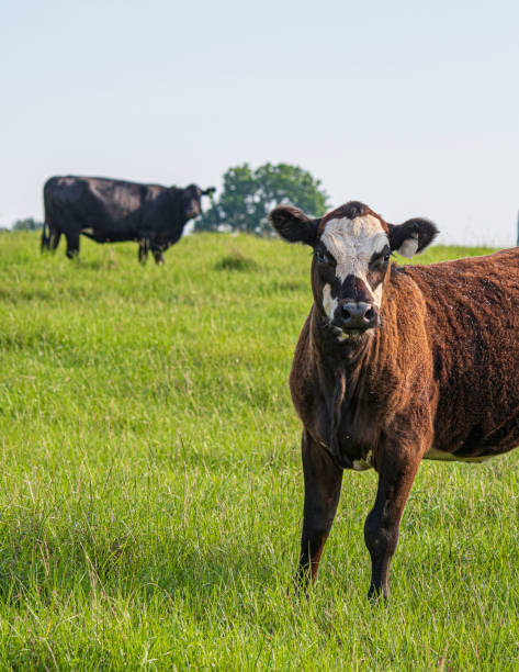istock Black baldy heifer with cow in background - vertical 1341591511