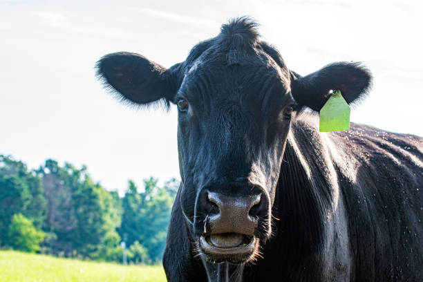 angus cow close up with mouth open - chew the cud imagens e fotografias de stock