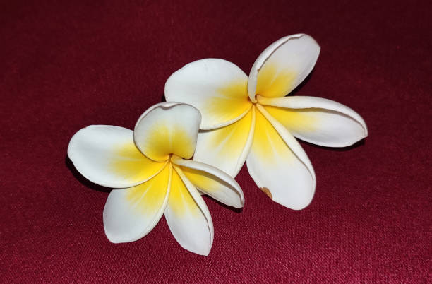 istock two white frangipani plumeria flowers blossoms 1341596908