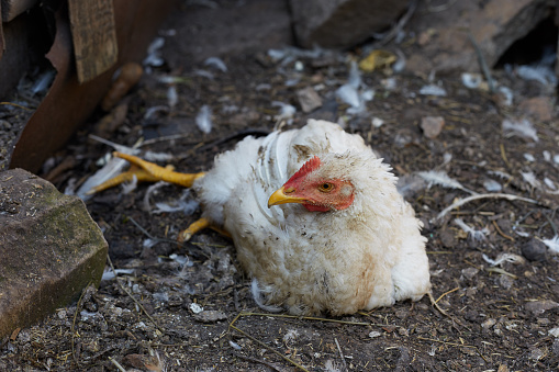A broiler chicken is sick she has bad legs lives on a farm.