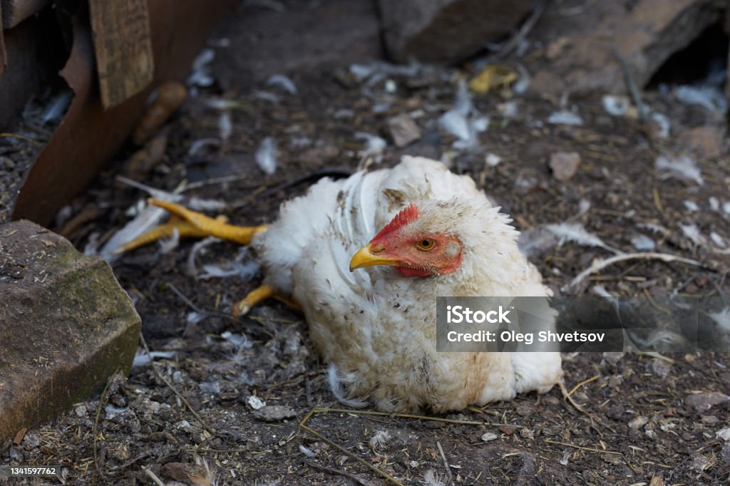 A broiler chicken is sick she has bad legs lives on a farm A broiler chicken is sick she has bad legs lives on a farm. Illness Stock Photo