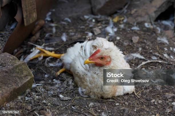 A Broiler Chicken Is Sick She Has Bad Legs Lives On A Farm Stock Photo - Download Image Now