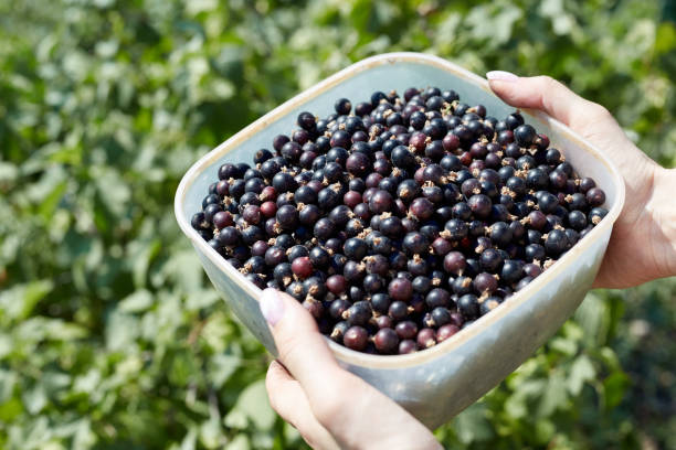 istock Black sweet currant is collected in a plate 1341597780