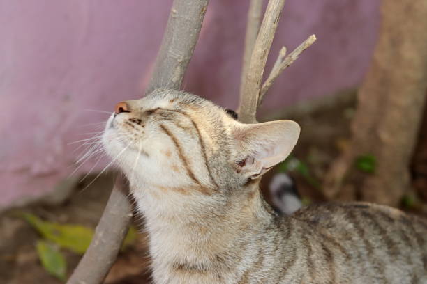 istock A pet tabby cat rubbing its head against a tree 1341597859
