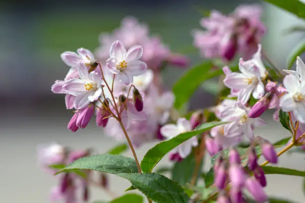 Deutzia gracilis romantic bright white flowering plant, bunch of amazing and beautiful slender flowers on shrub branches, green leaves