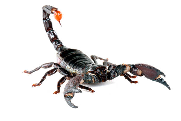 istock Emporer Scorpion against a white background. 1341598048