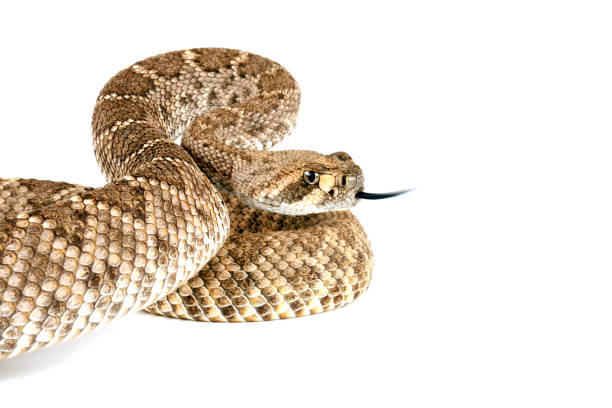 istock Western Diamondback Rattlesnake against a white background. 1341598286