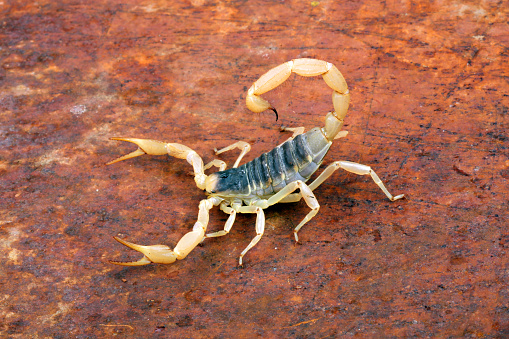 Grasshopper on the rocky mountain in Serbia.