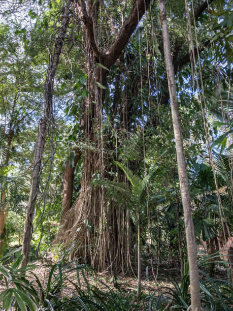 istock Australian bush North Queensland rainforest tree 1341600035