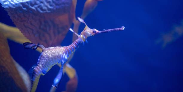 istock Sea Horse 1341600193