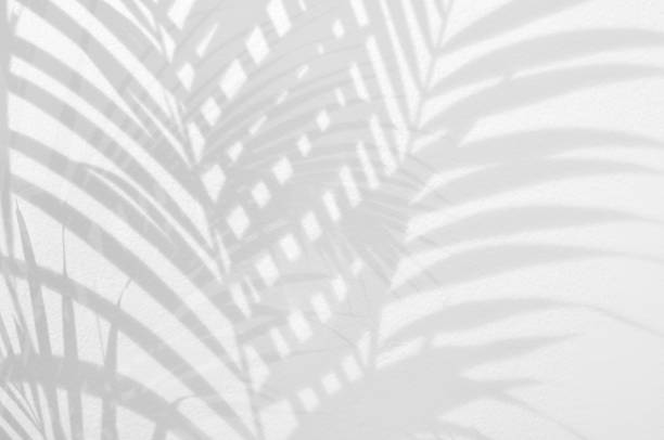 istock Light and shadow leaves,palm leaf overlay on grunge white wall concrete background.Silhouette abstract tropical leaf natural pattern for wallpaper,summer texture.Black and white blurred backdrop. 1341601144