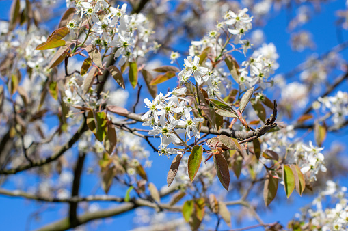 Amelanchier lamarckii deciduous flowering shrub, group of white flowers on branches in bloom, small buds and leaves, blue sky