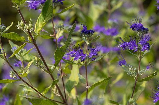 Caryopteris clandonensis bluebeard bright blue flowers in bloom, ornamental autumnal flowering plant with tall stem