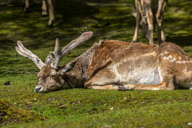 The fallow deer, Dama mesopotamica is a ruminant mammal belonging to the family Cervidae.