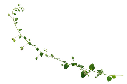 Ivy leaf vine tropical plant isolated on white background including clipping path