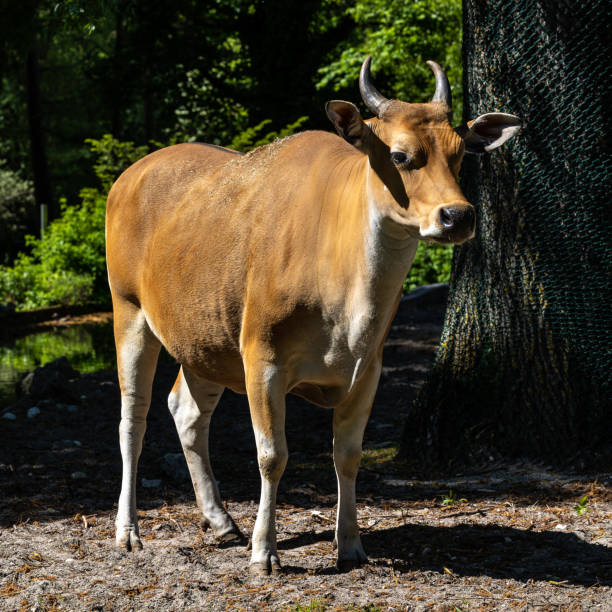 istock Banteng, Bos javanicus or Red Bull is a type of wild cattle. 1341603229