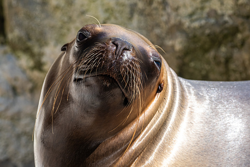 Young California Sea Lion, Zalophus californianus, 3 months old against white background