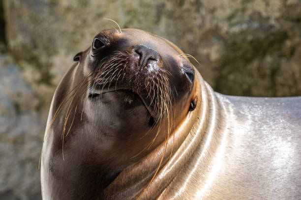 The South American sea lion, Otaria flavescens in the zoo stock photo